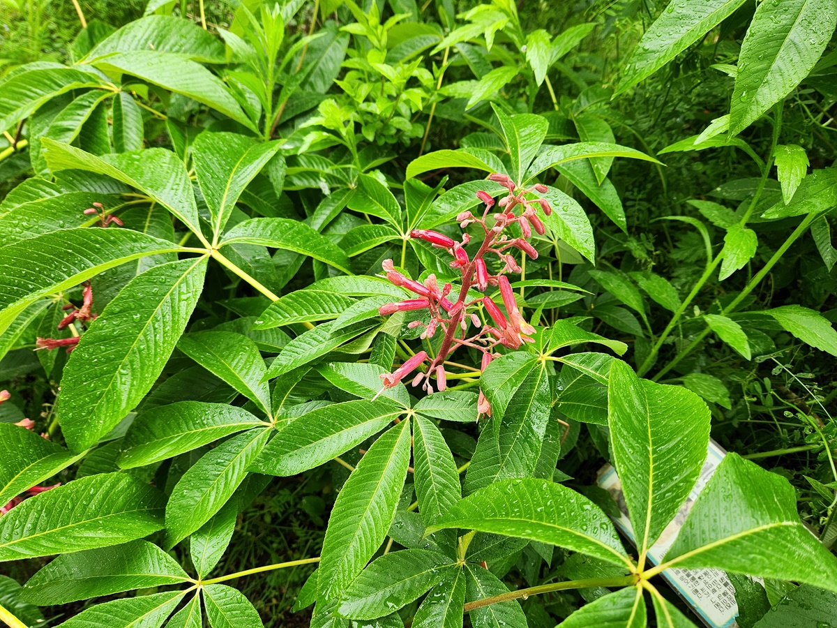 붉은칠엽수