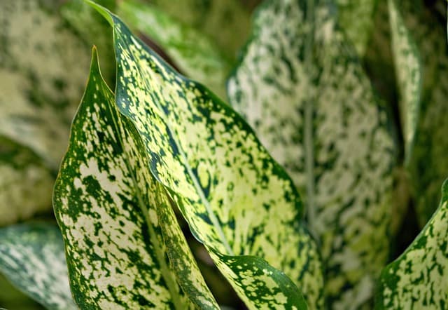 plants