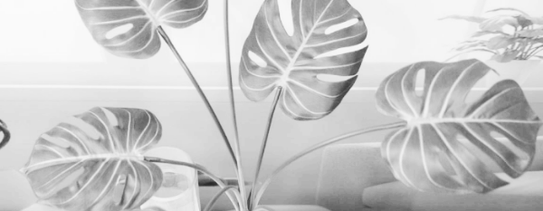 몬스테라 가지치기 방법