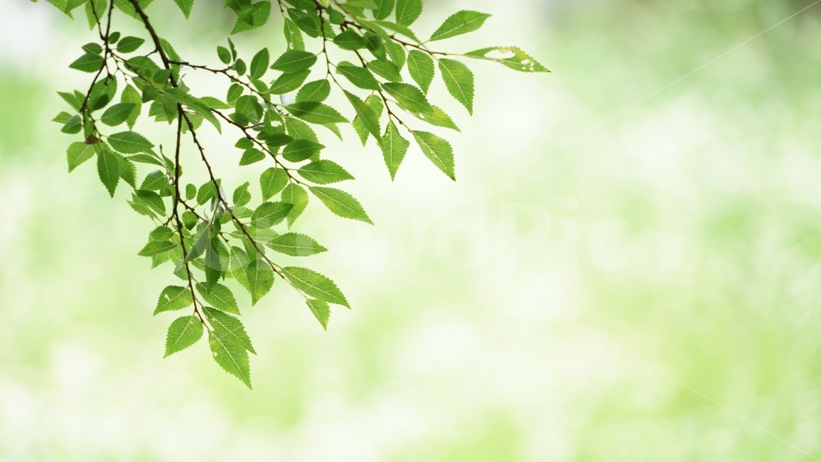 자연의 소리(파도, 새소리, 빗소리)가 뇌파에 미치는 영향