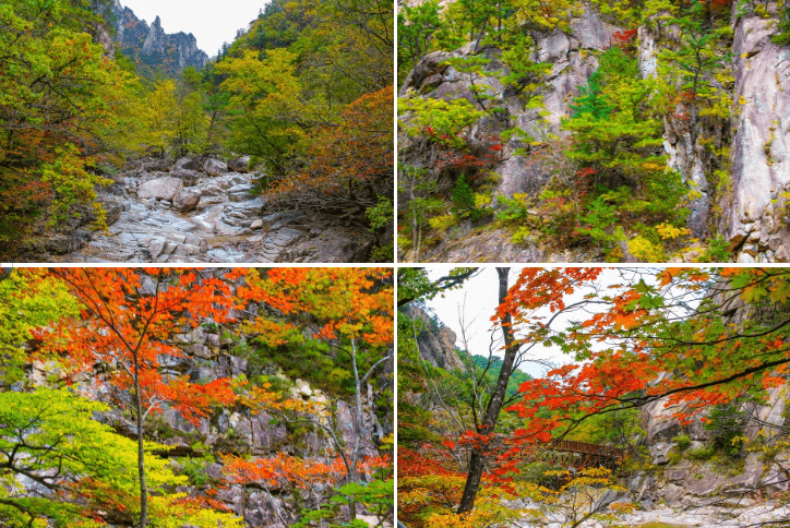2024 단풍절정시기 지도 명소 설악산 축제 가을 지역별 시기 정보 화담숲 단풍