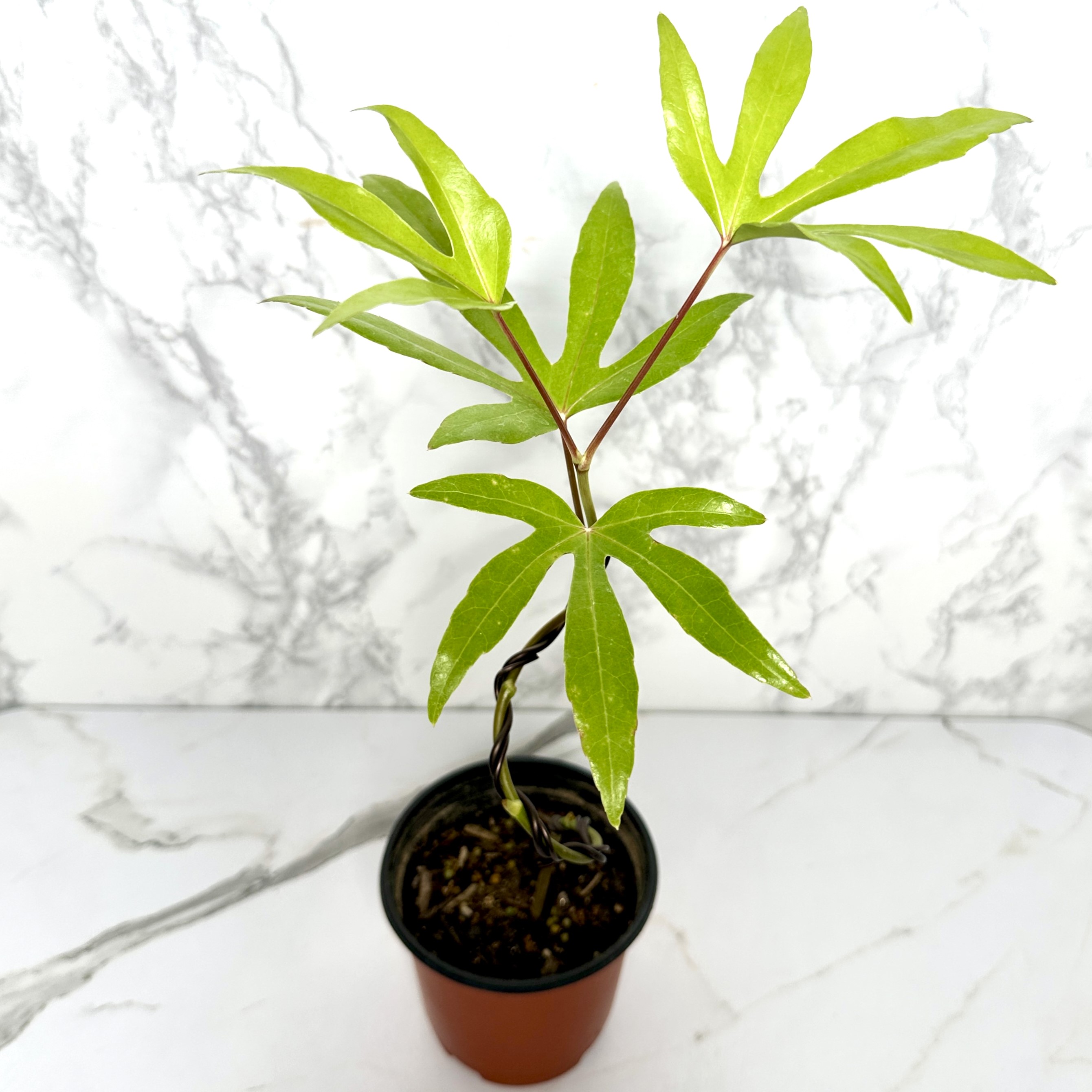 황칠나무 키우기