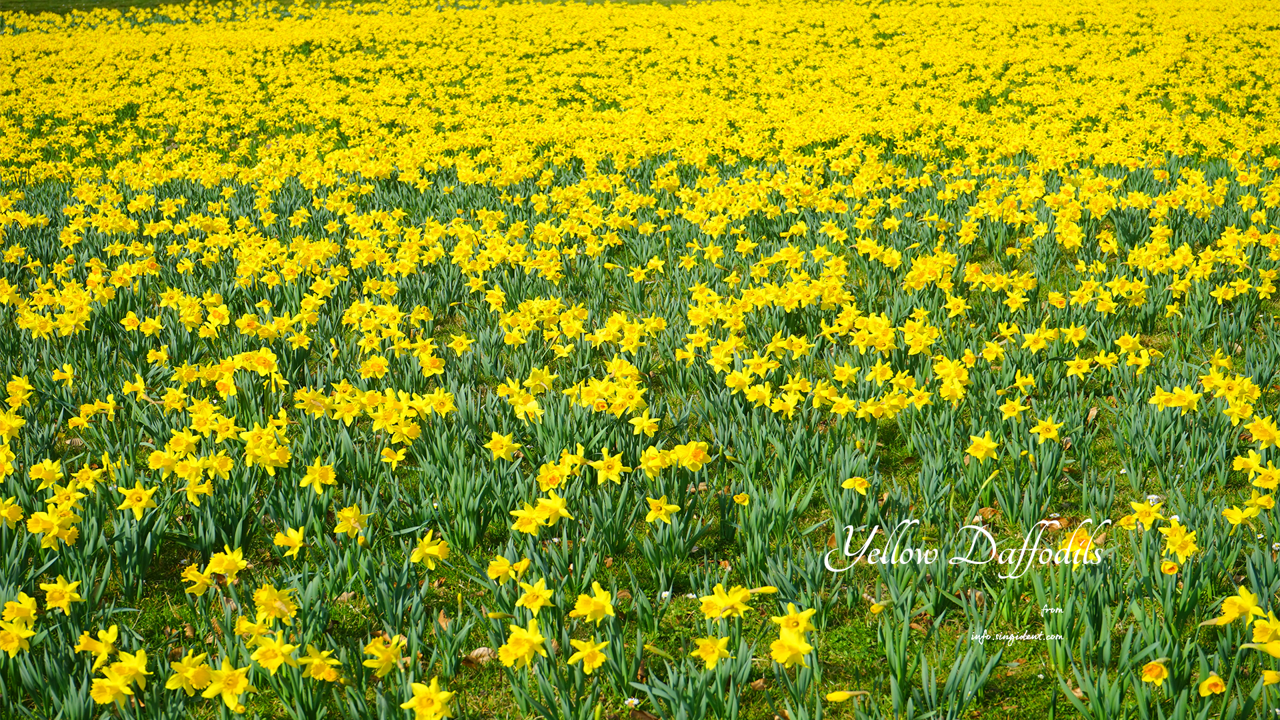 06 노란색 수선화 꽃밭 C - Yellow Daffodils 봄배경화면