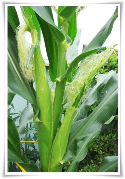 텃밭 "5월에 심기 좋은 작물" 초보도 척척, 실패 없이 풍성하게 수확하는 법!