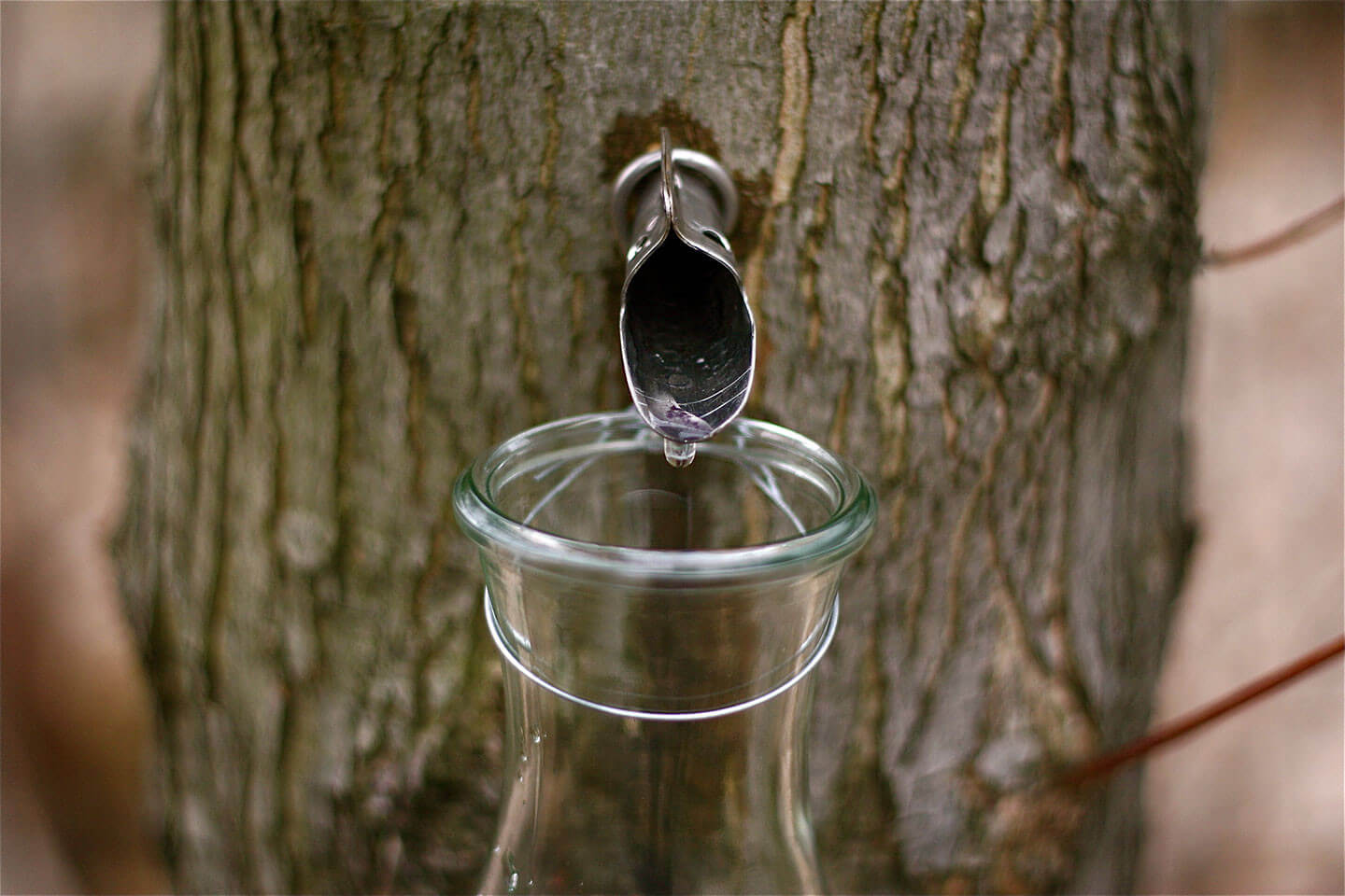 고로쇠물 보관방법