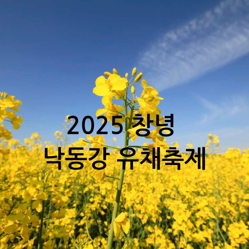 2025년 창녕 낙동강 유채축제