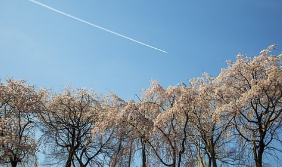 여의도 벚꽃축제 일정