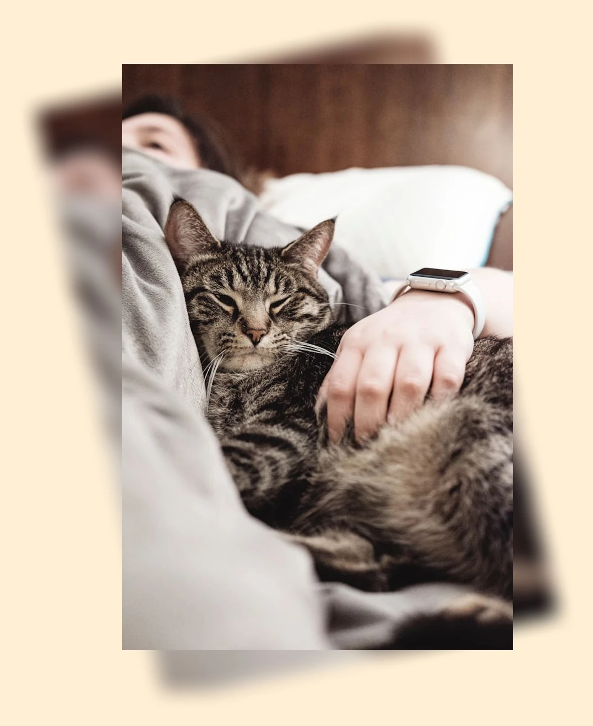 고양이 영양학_2_subsection