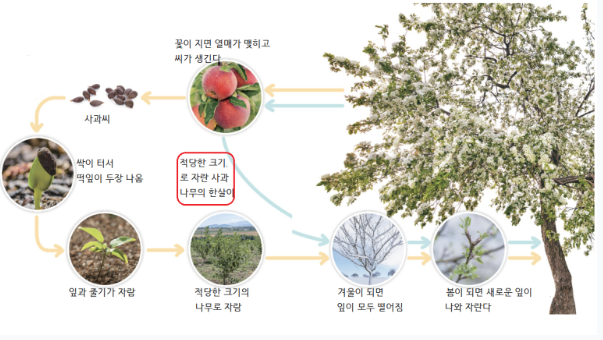 사과나무 한살이