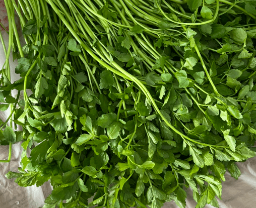 3월 제철음식 쭈꾸미 도다리 봄동 달래 냉이 방풍나물 미나리 가리비 참나물