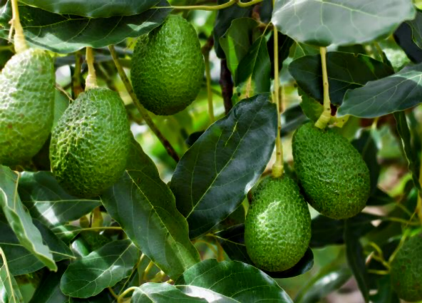 아보카도 보관법