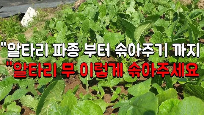 알타리무 파종시기 핵심 포인트_3