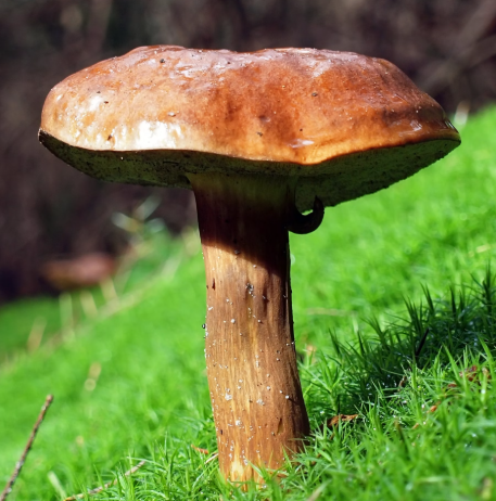 영지버섯 효능 부작용 먹는 방법