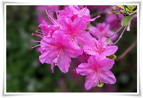 "철쭉" 봄을 수놓는 붉은 유혹, 당신이 몰랐던 화려한 비밀의 꽃!