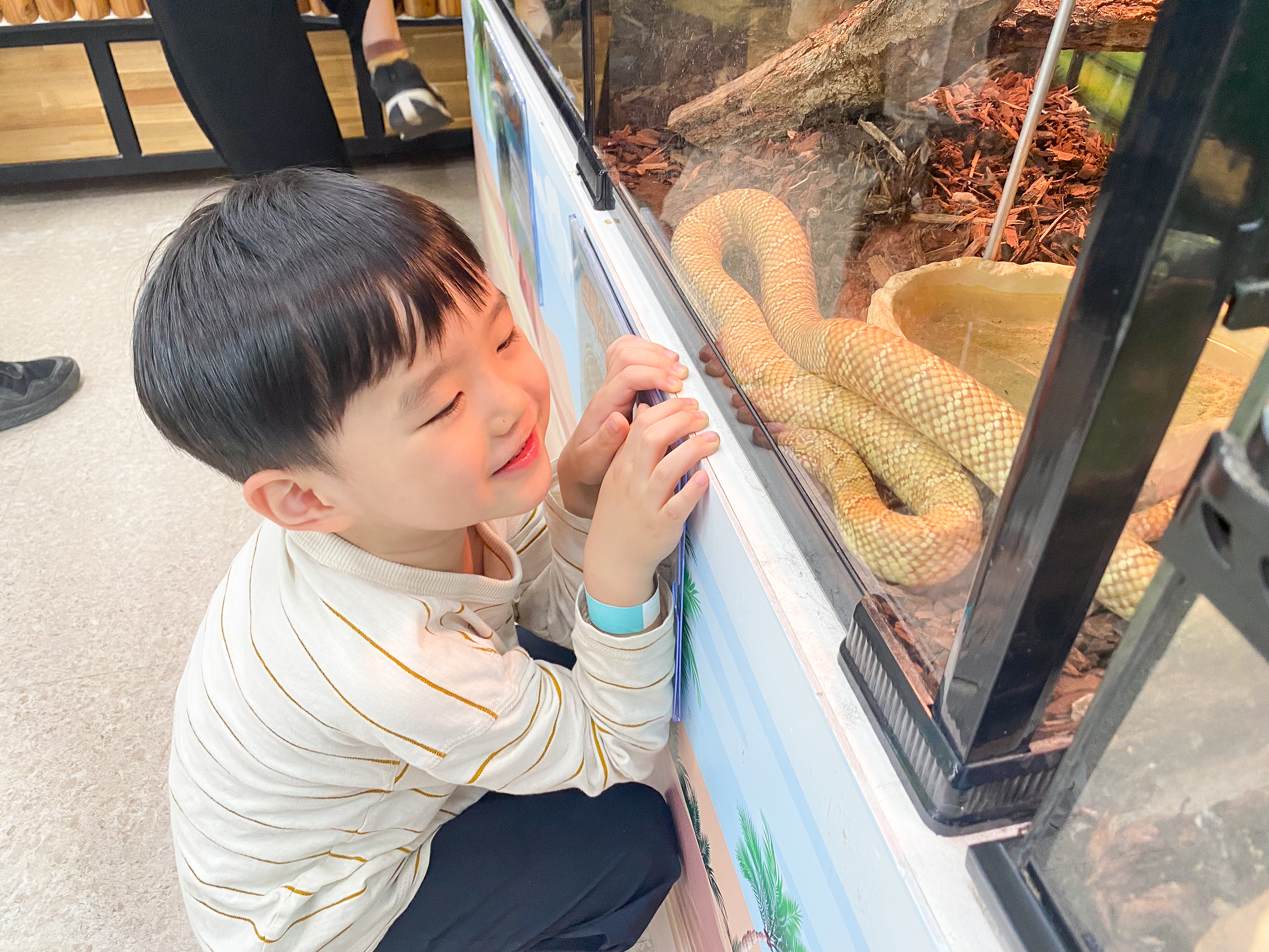 보아뱀