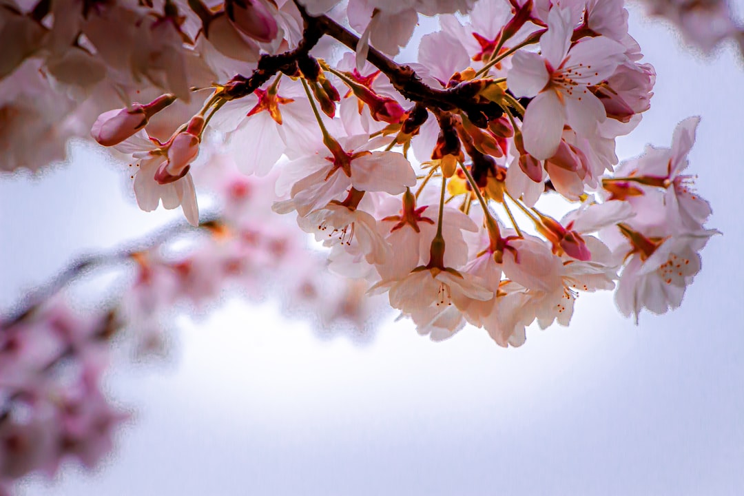 Cherry blossom.