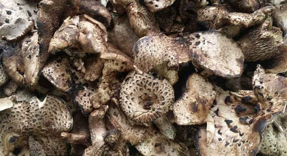 가을 산의 보물 능이버섯