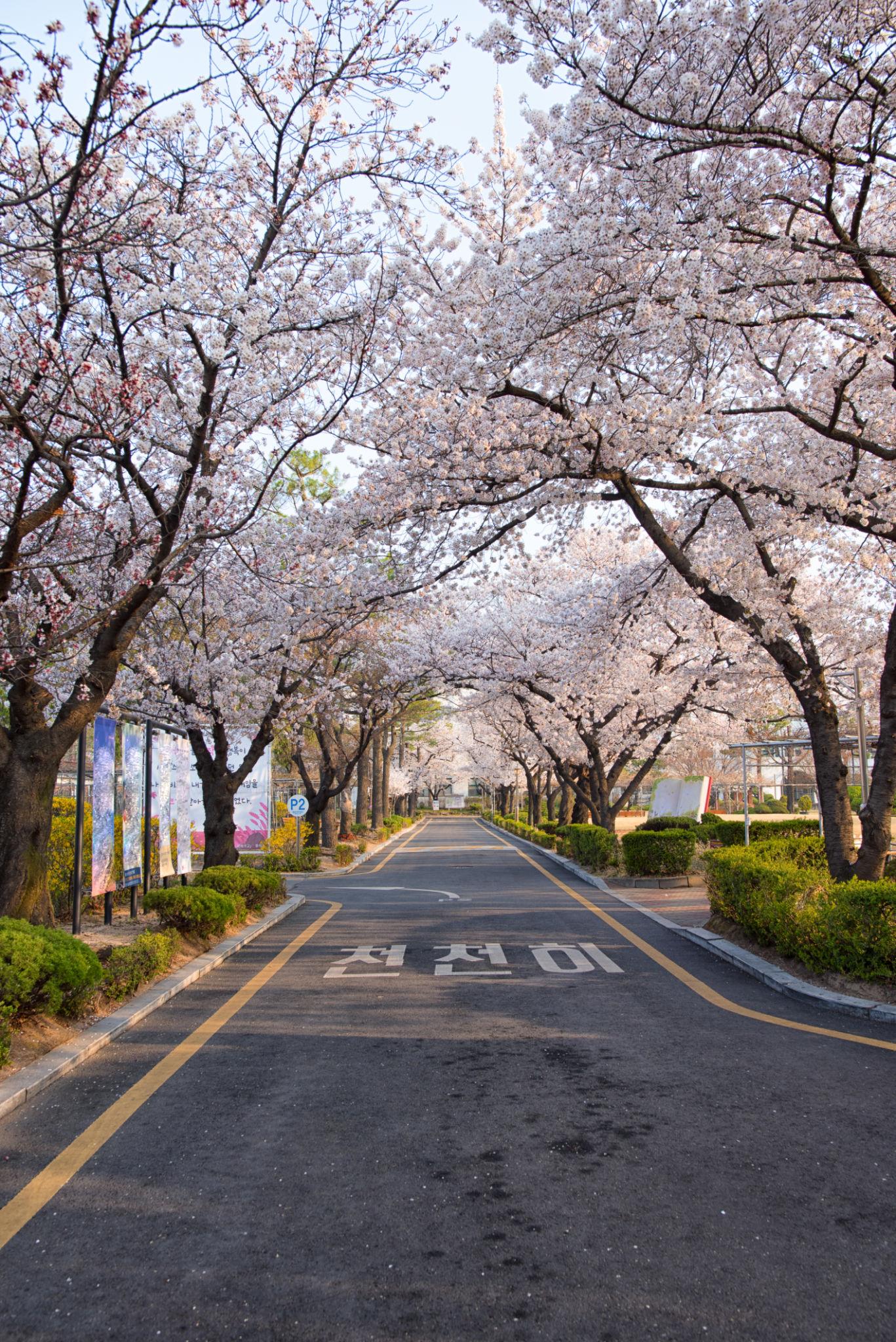 2026 벚꽃 개화시기 및 전국 벚꽃 명소 완벽 가이드