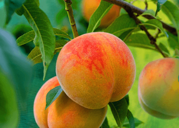 나무에 탐스러운 복숭아 3개가 열렸다. 붉은 빛이 감도는 살색 껍질에는 하얀 털들이 가득하다.