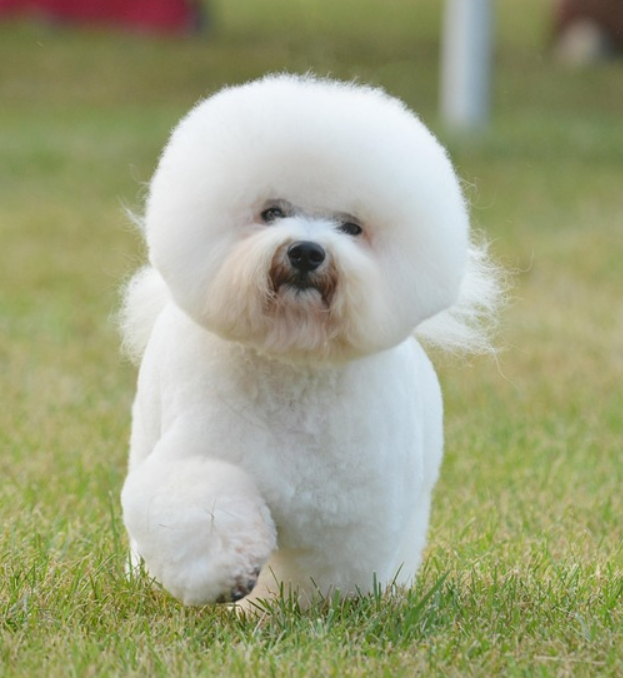 잔디밭을 걷고 있는 하이바컷을 한 비숑 프리제 성견 1마리의 모습