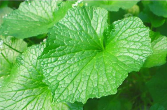 6시내고향 철원 고추냉이 잎