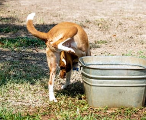 강아지가 혈뇨를? 방광염과 결석 원인&amp;#44; 증상&amp;#44; 예방법 총정리