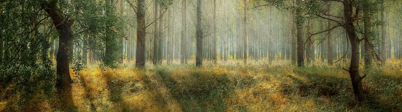 임업지원대상자 - 숲