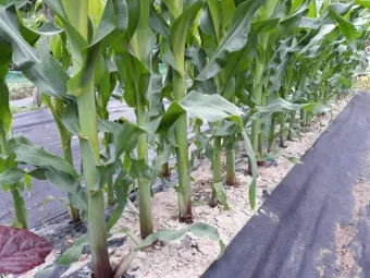 옥수수 키우는 법 품종 파종 수분수 당도 올리는 비결_21