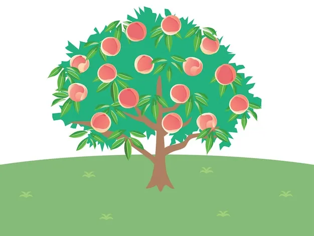 복숭아 나무 한살이 시기_5