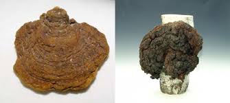 차가버섯의 효능 알아보기