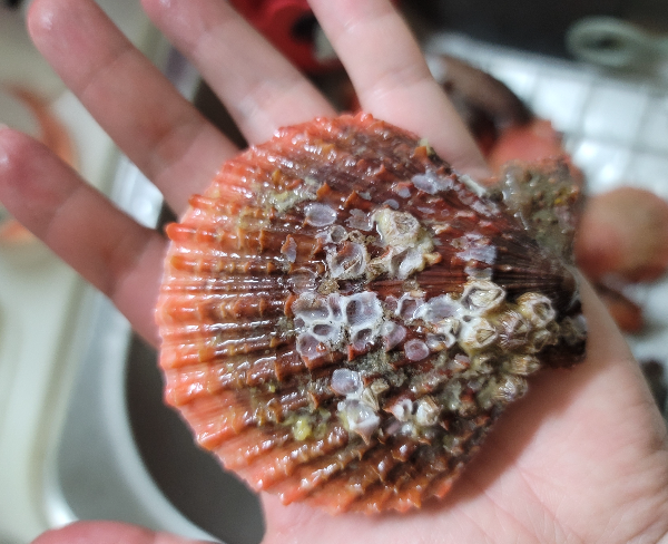 비단가리비 크기