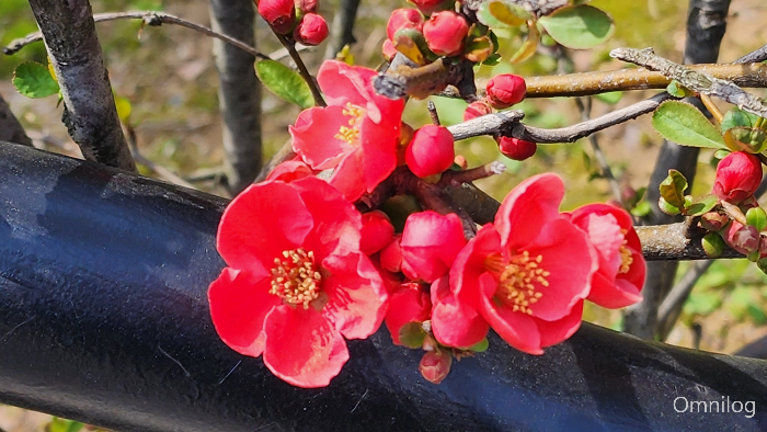 명자나무 꽃 ,산당화