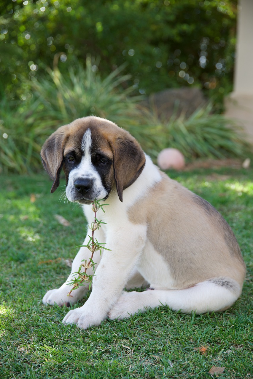 세인트 버나드(Saint Bernard)2