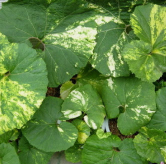 머위 효능과 부작용 고르는법 먹는법 칼로리