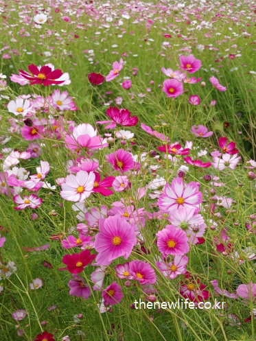 활짝 핀 분홍빛 코스모스가 가득한 구리 한강시민공원 꽃밭 길