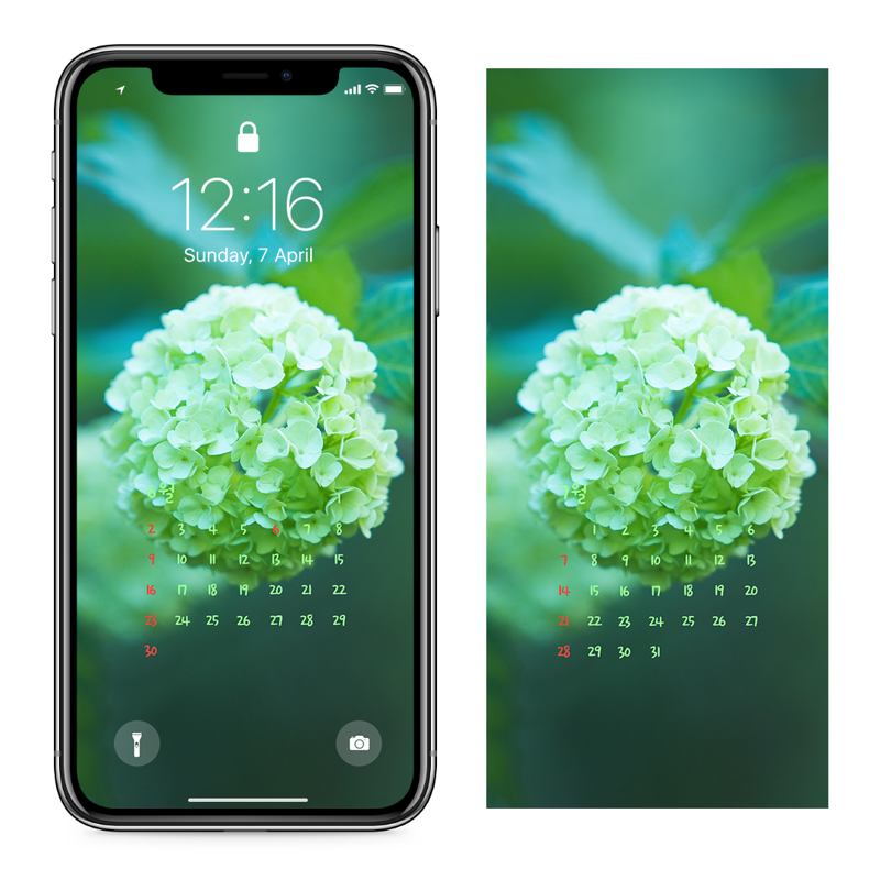 11 연두색 수국 AB - 2024년6월 아이폰달력배경화면