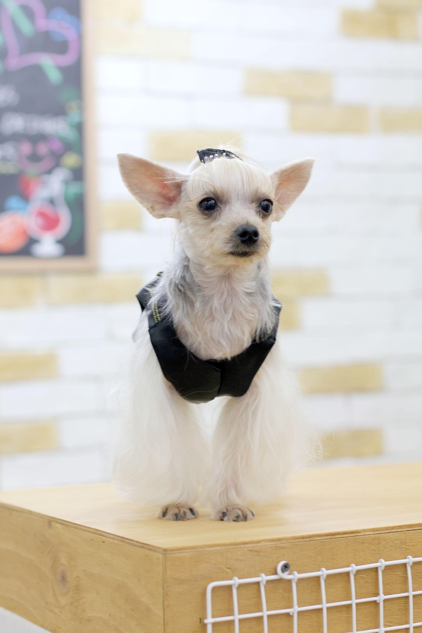 해외 애견미용사 도전관련 사진