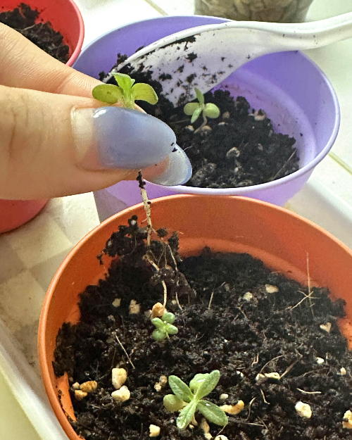 로즈마리 씨앗 파종