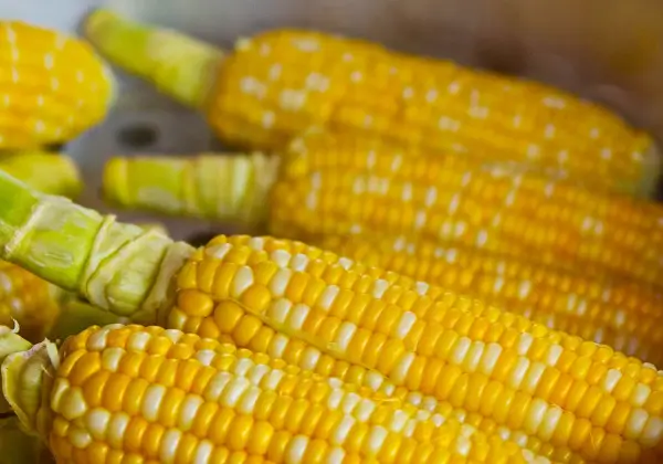 요로결석-피해야하는-음식-옥수수