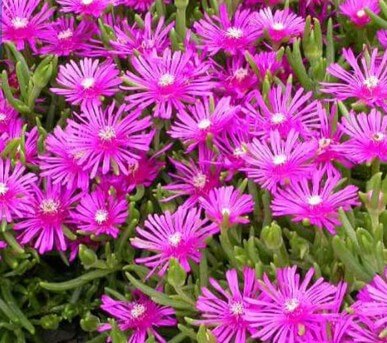 많은-꽃이-개화한-분홍색의-송엽국-사진입니다.