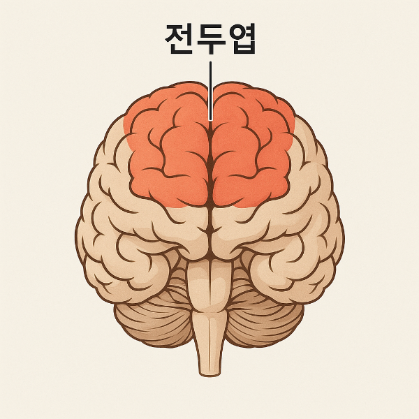 전두엽의 역할과 건강 – 뇌의 컨트롤 타워 지키기