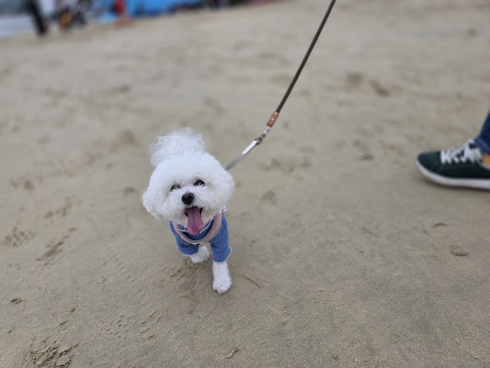 꽃지해수욕장 모래사장에서 산책 중인 흰색 반려견