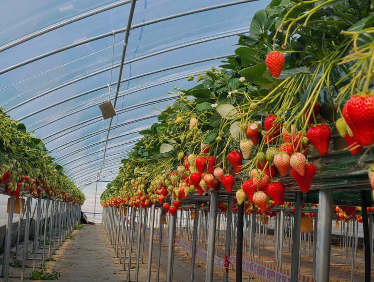 6시내고향 고향투어 논산 딸기체험농장 내부 모습