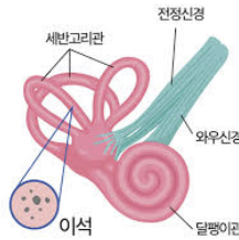 이석증 증상 원인 자가치료법 치료 등 총정리 (24년 Ver)