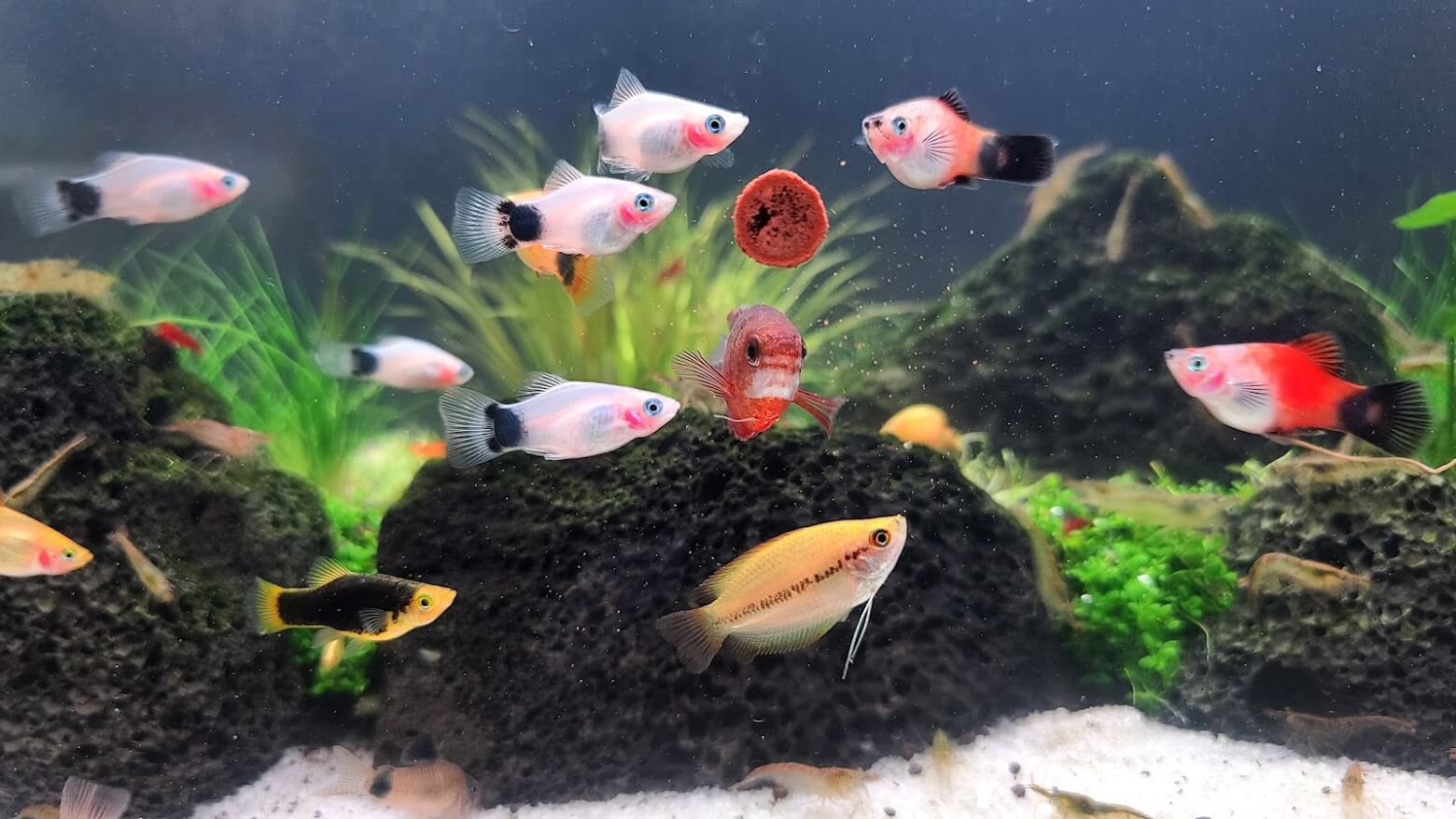 미키마우스 플래티