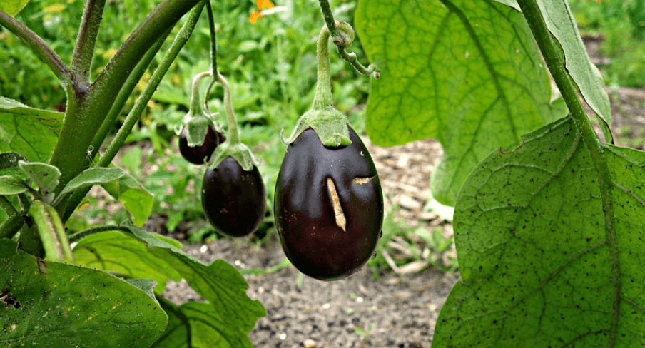 채소 가지 사진 - 40