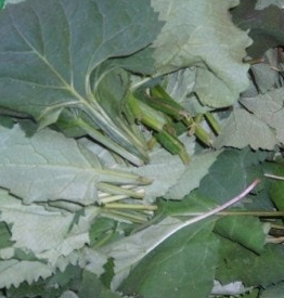 취나물 효능 부작용 칼로리 고르는법