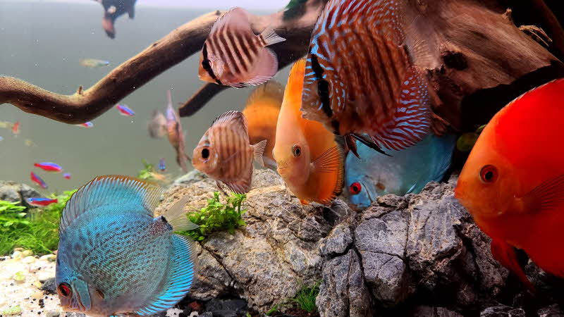 열대어 디스커스