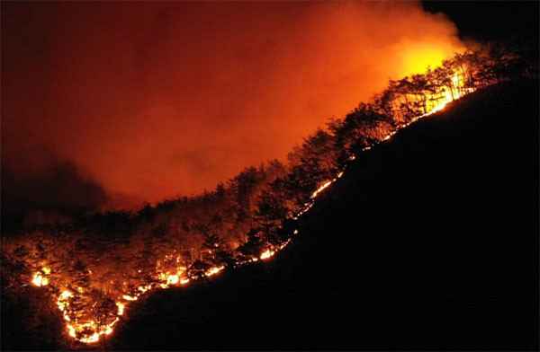 산불관련사진