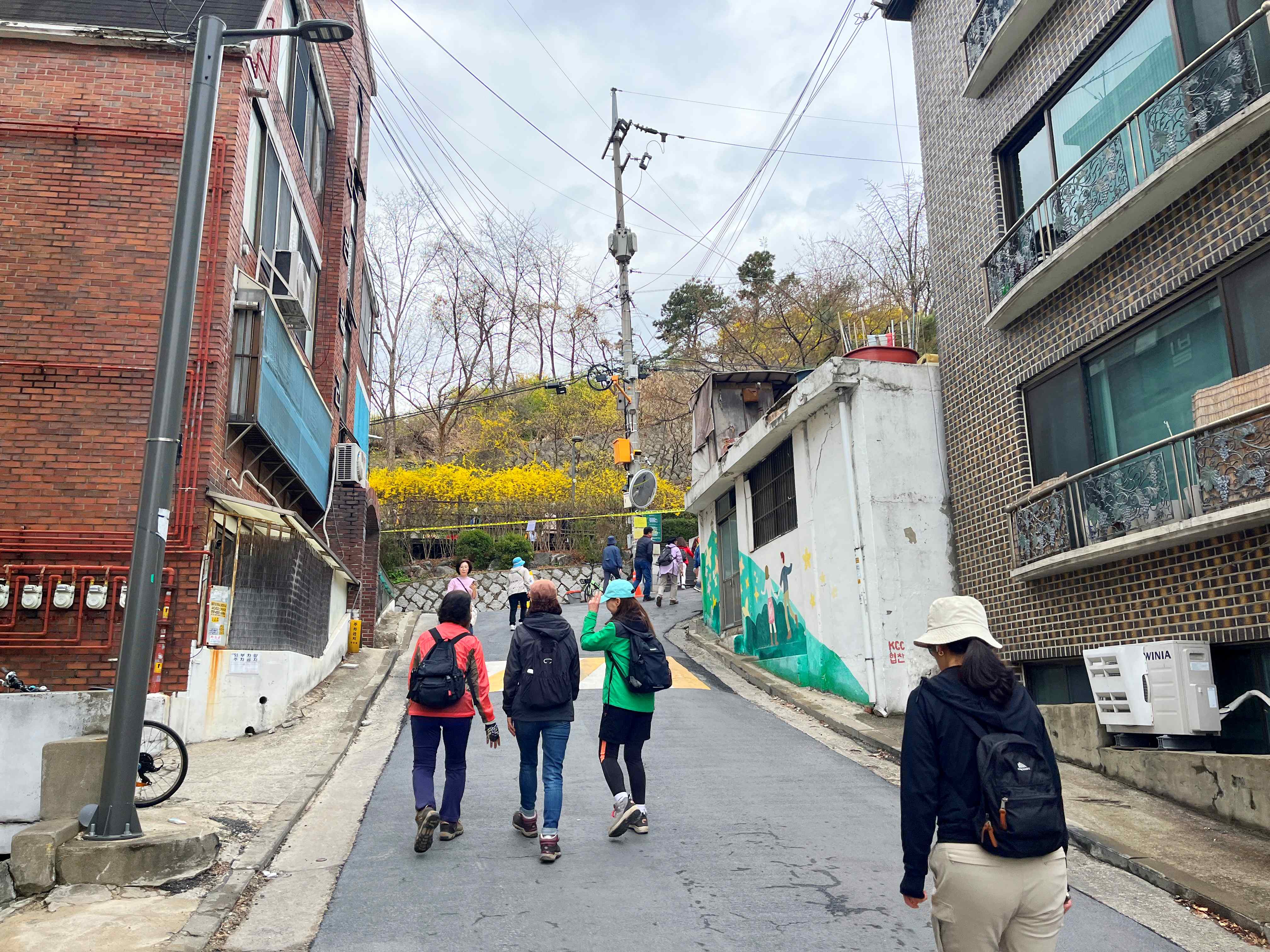 응봉산 개나리